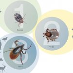 1 – Из яиц, отложенных самкой клеща, на свет сначала появляются личинки. Их «кормовой базой» служат мелкие млекопитающие, живущие в лесной подстилке, — мыши, полевки, землеройки. Сытая личинка расстается с хозяином и укрывается зимовать в подстилке, где линяет и превращается в особь следующей стадии — нимфу. 2 – Нимфы крупнее личинок и, в отличие от них, имеют не три, а четыре пары ног. Помимо грызунов нимфы могут питаться и на птицах, собирающих корм на земле. 3 – Еще одна зимовка и линька — и клещ становится взрослым. Особи разного пола таежного клеща хорошо различаются между собой. Самцы мельче и имеют темно-коричневый щиток, закрывающий почти все тело, а у самки из-за щитка выступает ярко-красное брюшко, отчего она выглядит значительно крупнее самца. Связано это отличие с тем, что самцы во взрослом состоянии практически не питаются, и поэтому пищеварительный аппарат у них не развит. У них одна задача — найти и оплодотворить самку. Самка же, для того чтобы отложить яйца, обязательно должна еще раз напитаться кровью. И поскольку с каждой линькой размер клеща увеличивается, для будущего потомства требуется еще больше пищи... В общем, мышиной крови самке уже недостаточно. Ее жертвами становятся крупные обитатели леса: зайцы, копытные и хищники — или его временные посетители: человек и домашние животные. Цикл развития таежного клеща включает в себя три стадии, каждая из которых обычно длится ровно год. Для того чтобы перелинять и перейти в следующую стадию развития, клещ обязательно должен напитаться кровью. Если клещу не удастся на какой-нибудь стадии развития найти хозяина, он перезимует и голодным, но при этом не перелиняет. И таким образом, цикл его развития, в норме составляющий три года, может растянуться до пяти лет. На каждом этапе своей жизни клещ вместе с кровью хозяина может либо сам получить вирус клещевого энцефалита и других возбудителей трансмиссивных инфекций, либо, наоборот, заразить хозяина вирусом через секрет своих слюнных желез. Фото В. Глупова (ИСиЭЖ) и С. Ткачева (ИХБФМ)