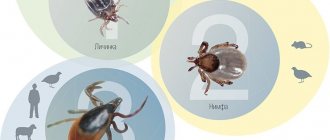 1 – Из яиц, отложенных самкой клеща, на свет сначала появляются личинки. Их «кормовой базой» служат мелкие млекопитающие, живущие в лесной подстилке, — мыши, полевки, землеройки. Сытая личинка расстается с хозяином и укрывается зимовать в подстилке, где линяет и превращается в особь следующей стадии — нимфу. 2 – Нимфы крупнее личинок и, в отличие от них, имеют не три, а четыре пары ног. Помимо грызунов нимфы могут питаться и на птицах, собирающих корм на земле. 3 – Еще одна зимовка и линька — и клещ становится взрослым. Особи разного пола таежного клеща хорошо различаются между собой. Самцы мельче и имеют темно-коричневый щиток, закрывающий почти все тело, а у самки из-за щитка выступает ярко-красное брюшко, отчего она выглядит значительно крупнее самца. Связано это отличие с тем, что самцы во взрослом состоянии практически не питаются, и поэтому пищеварительный аппарат у них не развит. У них одна задача — найти и оплодотворить самку. Самка же, для того чтобы отложить яйца, обязательно должна еще раз напитаться кровью. И поскольку с каждой линькой размер клеща увеличивается, для будущего потомства требуется еще больше пищи... В общем, мышиной крови самке уже недостаточно. Ее жертвами становятся крупные обитатели леса: зайцы, копытные и хищники — или его временные посетители: человек и домашние животные. Цикл развития таежного клеща включает в себя три стадии, каждая из которых обычно длится ровно год. Для того чтобы перелинять и перейти в следующую стадию развития, клещ обязательно должен напитаться кровью. Если клещу не удастся на какой-нибудь стадии развития найти хозяина, он перезимует и голодным, но при этом не перелиняет. И таким образом, цикл его развития, в норме составляющий три года, может растянуться до пяти лет. На каждом этапе своей жизни клещ вместе с кровью хозяина может либо сам получить вирус клещевого энцефалита и других возбудителей трансмиссивных инфекций, либо, наоборот, заразить хозяина вирусом через секрет своих слюнных желез. Фото В. Глупова (ИСиЭЖ) и С. Ткачева (ИХБФМ)