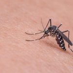 10 gadgets for fighting mosquitoes: how they work and which ones you should choose