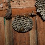 10 методов по избавлению от осиного гнезда