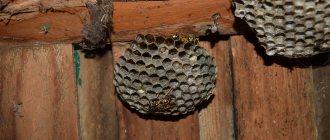 10 methods to get rid of a wasp nest