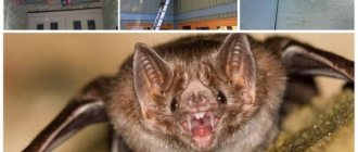 10 ways to get bats out of your roof