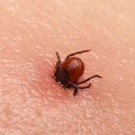 Антибиотики при укусе клеща — эффективные препараты, описание, механизм действия