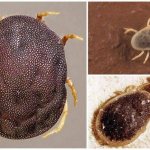 Аргасовые клещи