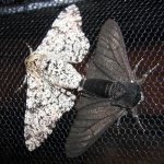 бабочка березовая пяденица