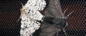 birch moth butterfly
