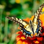 Swallowtail Butterfly