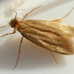 бабочка моли