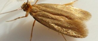 butterfly moth