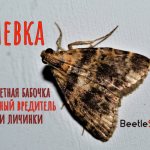 Бабочка шишковой огневки