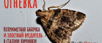 Бабочка шишковой огневки