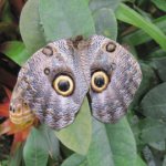 Бабочка сова: «птицеобразное» насекомое