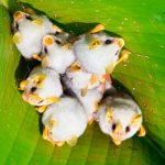 белая летучая мышь