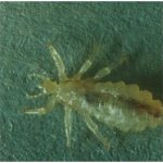 бельевые вши