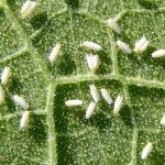 whitefly on vegetables