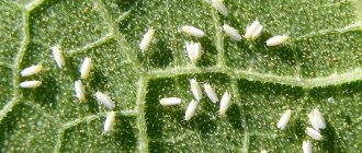whitefly on vegetables
