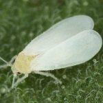 whitefly