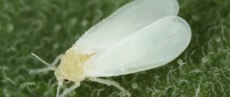 whitefly