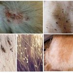 Fleas on dogs