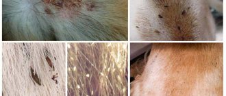 Fleas on dogs