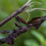 Ghost Mantis Looks Like a Dead Leaf