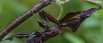 Богомол-призрак похож на мертвый лист