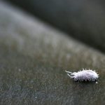 Fighting white bugs on an orchid