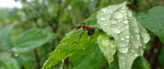 Fighting ants in the garden