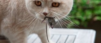 Fighting mice