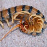 Борьба со сколопендрой