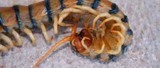 Fighting scolopendra