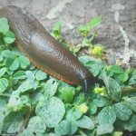 fighting slugs on cabbage