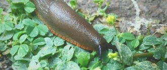 fighting slugs on cabbage