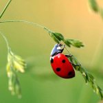 Ladybug
