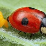 Божья коровка