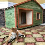comfort-kennel-for-Akita-inu-outdoor