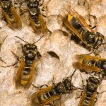 Бывает ли осиный мед