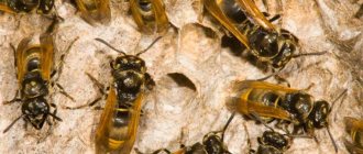 Is there wasp honey?