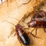 Чего боятся тараканы