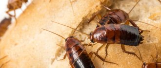 What are cockroaches afraid of?
