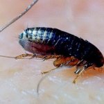 How to remove human fleas at home and with what?