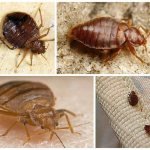 How to treat allergies to bedbug bites in children and adults