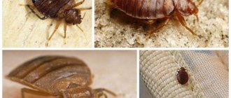 How to treat allergies to bedbug bites in children and adults