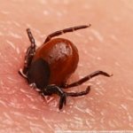Чем обработать укус клеща — необходимые действия при атаке паразита