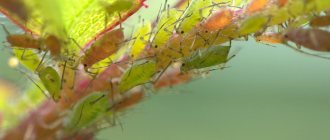 Why are aphids dangerous?