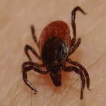 why are ticks dangerous?