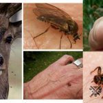 Чем опасны лосиные вши