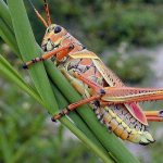 What does a green grasshopper eat and why does it chirp? Grasshoppers in an aquarium