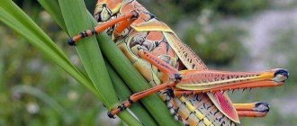 Чем питается зеленый кузнечик и зачем он стрекочет Кузнечики в аквариуме