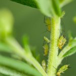 How to fight black aphids on plants